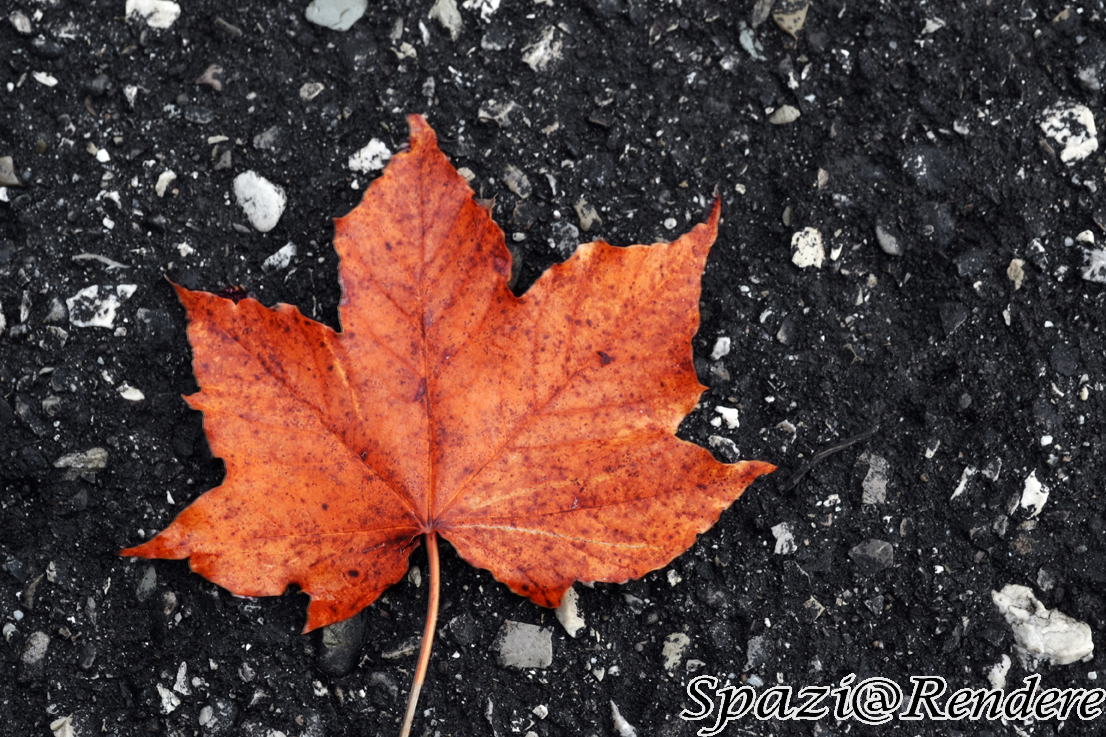 vassDSC_0570.jpg