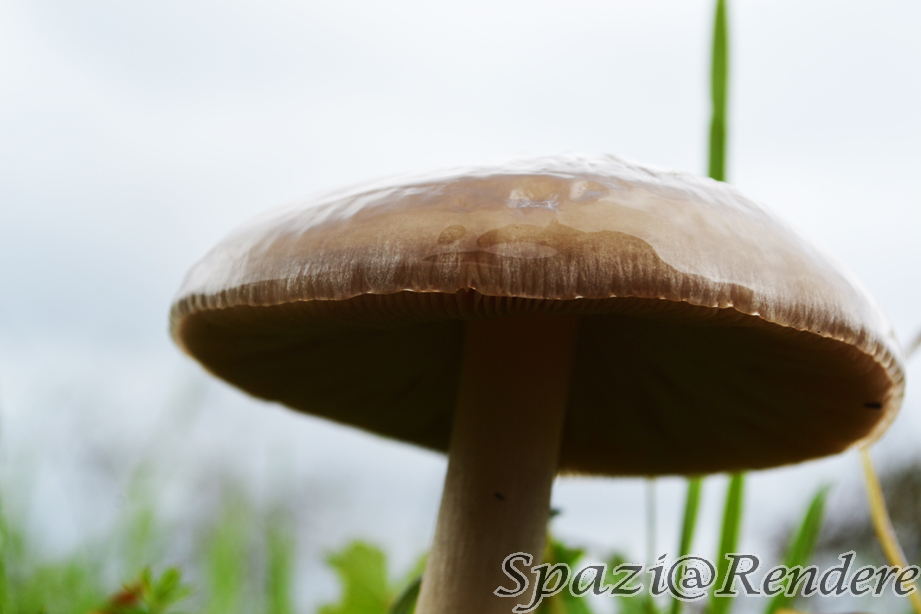 xfDSC_0717.jpg