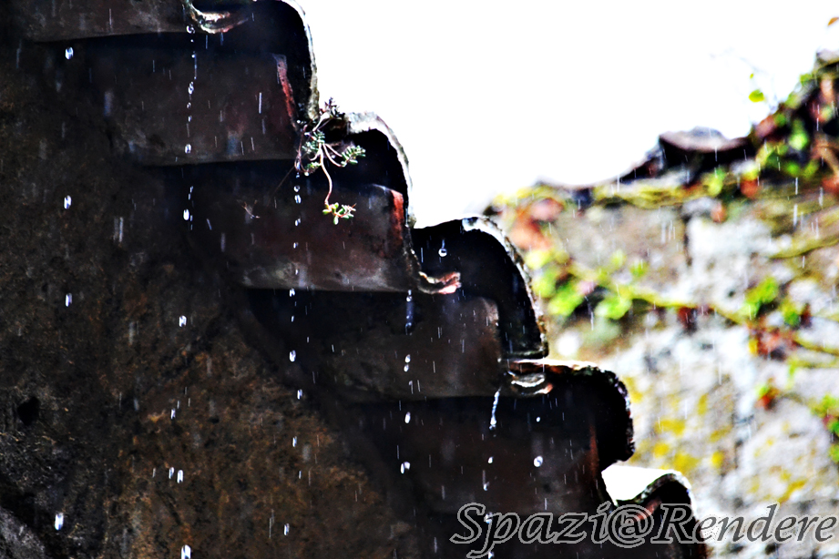 xzDSC_0741.jpg